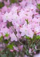 Rhododendron schlippenbachii - azalée royale