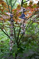 Sculpture d'oiseau en argile sur fil sous verrière d'Acer Atropurpureum en novembre, automne