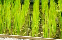 Riz planté en rangées comme une rizière d'origine.