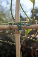Rempotage et formation Passiflora. Poussez trois cannes et attachez-en deux horizontalement. Attachez les tiges horizontalement.