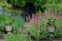 Centranthus ruber - Valériane, Pelargoniums dans des urnes en pierre. Porte en bois dans jardin clos de murs avec Vitis - vigne, Rosa 'La Fée' comme standards, Campanule vivace, chemin pavé bordé de Lavandula - lavande en juillet. Suffolk