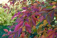 Prunus incisa 'Kojo No-Mai' - Cerise Fuji en automne