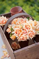 Roses dorées dans un vase en cuivre - Rosa 'Crespcule'