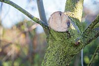 Couper la branche endommagée par la tempête de l'arbre - coupe fraîche
