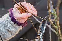 Couper les branches endommagées ou croisées sur l'arbre fruitier. Pomme 'Egremont Russet'