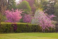 Cerney House Garden avec des fleurs roses de Prunus serrulata
