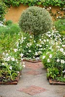 Jardin blanc avec chemin de béton incrusté de motifs en briques et tapis de fleurs Rosa blanc Blanc = 'Noaschnee', PBR, autour d'un arbuste panaché topiarisé au centre