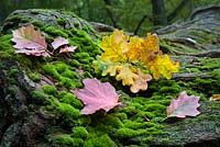 Feuilles colorées de Quercus rubra, Quercus robur et Acer platanoides sur l'arbre abattu avec une mousse dans la forêt
