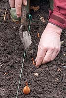 Planter des échalotes. Étape 2 Utilisez une truelle et une plante pour que les sommets dépassent du sol