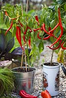 Poivrons rouges plantés dans des pots décoratifs.