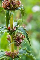 Morina longifolia - Whorlflower à longues feuilles en septembre