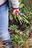 Couper le feuillage sur Helleborus niger, laissant de la place aux fleurs émergentes et prévenir les maladies.
