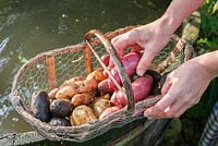 Mains tenant un panier en bois et fil avec une variété de pommes de terre fraîchement lavées, Solanum tuberosum