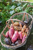 Une corbeille en bois et en fil avec une collection de pommes de terre colorées, Solanum tuberosum 'Rote Emmalie', 'Blauer Schwede' et 'Basmberger Hörnchen'