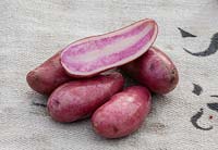 Une variété de pomme de terre rouge avec une bande rose à l'intérieur affichée sur un sac de pommes de terre. Solanum tuberosum 'Rosemarie'