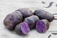 Un affichage d'une variété de pomme de terre violet très foncé sur un sac de pommes de terre. Solanum tuberosum 'Blauer Schwede'