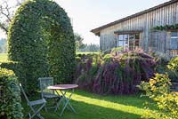 Arche en hêtre et arbuste à fleurs à côté d'une pelouse avec mobilier de jardin en bois, en arrière-plan, une maison en bois. Fagus sylvatica et Lespedeza thunbergii
