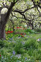 Jardin de printemps avec vieux poirier en fleur. Plantation de tulipes, hostas, jacinthes et narcisses
