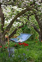 Jardin de printemps avec de vieux arbres fruitiers en fleurs et hamac