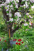 Jardin de printemps avec de vieux arbres fruitiers en fleurs, seau et fourche de jardin