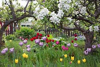 Jardin de printemps avec de vieux arbres fruitiers en fleurs, clôture en bois, tulipes et rhubarbe