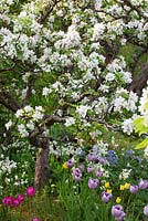 Jardin de printemps avec de vieux arbres fruitiers en fleurs, tulipes et jacinthes