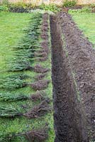 Espacer également les plantes d'if à racines nues le long de la tranchée.