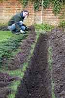 Espacer également les plantes d'if à racines nues le long de la tranchée.