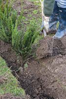 Planter des ifs à racines nues dans une tranchée.