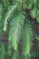 Feuillage de Metasequoia glyptostroboides