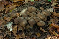 Lyophyllum decastes, champignon en forme de dôme en grappe sur le plancher boisé
