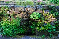 L'eau ruisselle sur le mur pour se regrouper en terrasse. Saxifraga paniculata 'Aizoon Minor' sur le dessus du mur Veddw House Garden, Devauden, Monmouthshire, Wales
