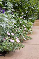 Parterre de fleurs d'Artemisia absinthium 'Lambrook Mist' recouvert de Geranium sanguineum var. striatum à côté du chemin. Jardin d'exposition: Le jardin du centenaire M et G - Windows à travers le temps.