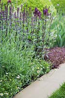 Parterre de Lavandula angustifolia, Salvia, Acaena inermis 'Purpurea' et Erigeron karvinskianus à côté du chemin. Jardin d'exposition: Le jardin du centenaire M et G - Windows à travers le temps.