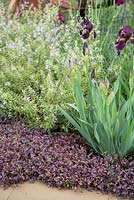 Parterre de Westringia fruticosa 'Morning Light', Iris germanica 'Red Orchard' sous-planté d'Acaena inermis 'Purpurea' à côté du chemin. Jardin d'exposition: Le jardin du centenaire M et G - Windows à travers le temps.