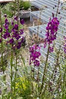 Scirpus cernuus planté dans des cylindres en béton, à côté d'une promenade en bois enroulée. Verbascum phoeniceum 'Violetta', Euphorbia cyparissias. Jardin d'exposition: RBC Blue Water Roof Garden
