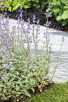 Nepeta planté dans un parterre de fleurs à côté du chemin d'ardoise. Jardin d'exposition: le jardin SeeAbility.