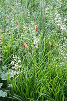 Carex muskingumensis, Briza media, Tulipa sprengeri et Heuchera sanguinea 'Alba '. Show Garden: The Telegraph Garden.