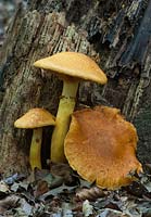 Gymnopilus junonius - spectaculaire champignon rustgill