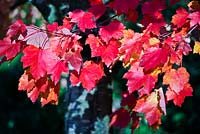 Acer rubrum dans un jardin du Kent en novembre. Arbuste ou petit arbre caducifolié à tête touffue. Les grandes feuilles deviennent rouge brillant, orange et jaune en automne. A de petites fleurs violet rougeâtre au printemps.