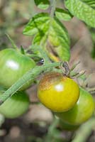 Alternaria solani - Brûlure précoce affectant la tomate