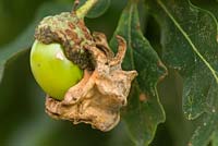 Chêne Quercus avec maladie de la galle Knopper