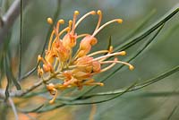 Grevillea 'Midas Touch '. Cranbourne Botanical Gardens, Victoria, Australie.