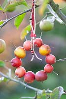 Décoration en pommes sauvages - Malus 'Red Sentinel'