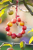 Décoration en pommes sauvages - Malus 'Red Sentinel'