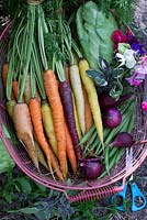 Légumes biologiques fraîchement récoltés dans un panier en métal. Carottes, citrouilles, oignons rouges, chou, haricots verts, laitue et tagètes, thym, menthe, sauge et persil en potager
