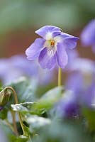 Viola parme 'Fe Jalucine' (rare violette de Parme unique)