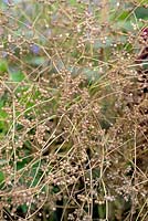 Coriandrum sativum - Graines de coriandre séchées toujours sur la plante et prêtes à être cueillies