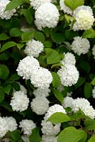 Viburnum plicatum 'Rosace' - Buisson de boules de neige