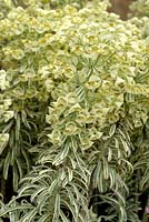 Euphorbia characias 'Tigre de Tasmanie' - Euphorbe panaché